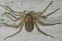Selenops submaculosus - Selenops submaculosus