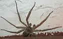 Selenops submaculosus - photo 2