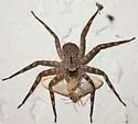 Selenops submaculosus - photo 3