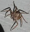 Selenops submaculosus - photo 4