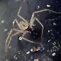 Selenops submaculosus - photo 5