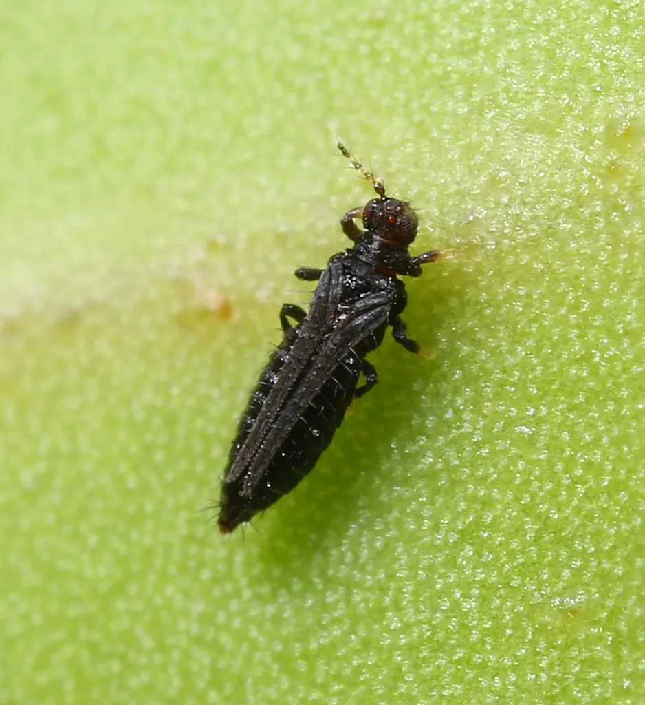 Red-banded Thrips