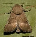 Selicanis Moth - Hodges#9430 - photo 2
