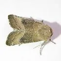 Selicanis Moth - Hodges#9430 - photo 3