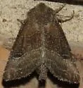 Selicanis Moth - Hodges#9430 - photo 4