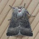 Selicanis Moth - Hodges#9430 - photo 5