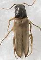 Selonodon abnormis