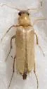 Selonodon abnormis - photo 2