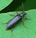 Selonodon bicolor