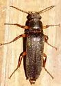 Selonodon bicolor - photo 2