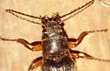 Selonodon bicolor - photo 3