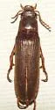 Selonodon bicolor - photo 4