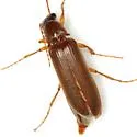 Selonodon compositus