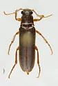 Selonodon depressifrons