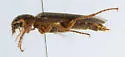 Selonodon depressifrons - photo 3