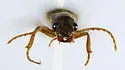 Selonodon depressifrons - photo 4