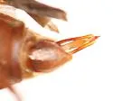 Selonodon floridensis - photo 3