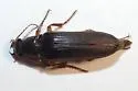 Selonodon floridensis - photo 4