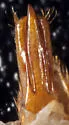 Selonodon mandibularis