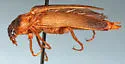 Selonodon mandibularis - photo 2