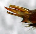 Selonodon mandibularis - photo 5