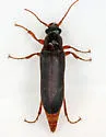 Selonodon medialis