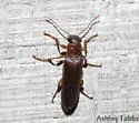 Selonodon sagittiformis