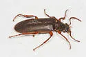 Selonodon speratus