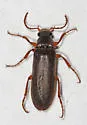 Selonodon speratus - photo 2