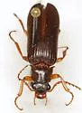 Selonodon speratus - photo 4