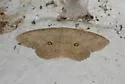 Semaeopus cantona - Hodges#7143 - photo 2