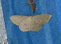 Semaeopus cantona - Hodges#7143 - photo 3