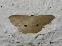 Semaeopus cantona - Hodges#7143 - photo 4