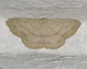 Semaeopus cantona - Hodges#7143 - photo 5