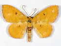 Semaeopus ella - Hodges#7141 - Semaeopus ella