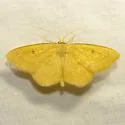 Semaeopus ella - Hodges#7141 - photo 3