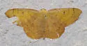 Semaeopus ella - Hodges#7141 - photo 4