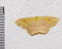 Semaeopus ella - Hodges#7141 - photo 5
