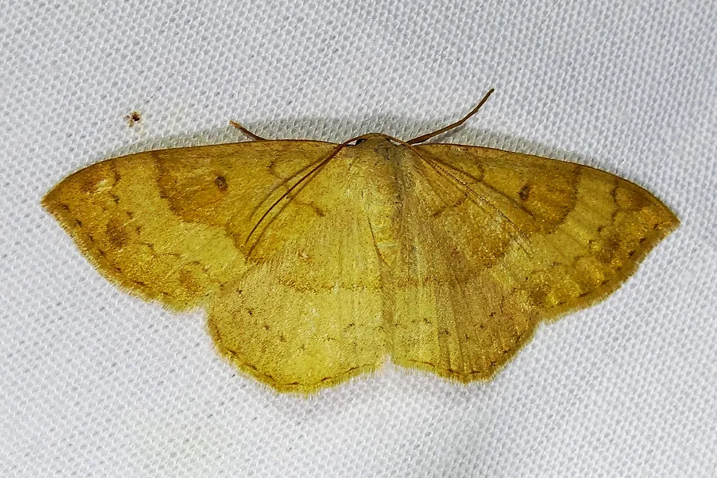Semaeopus gracilata - Hodges#7142 - photo 2