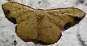 Semaeopus marginata - Hodges#7145 - photo 4