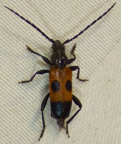 Cedar Tree Borer