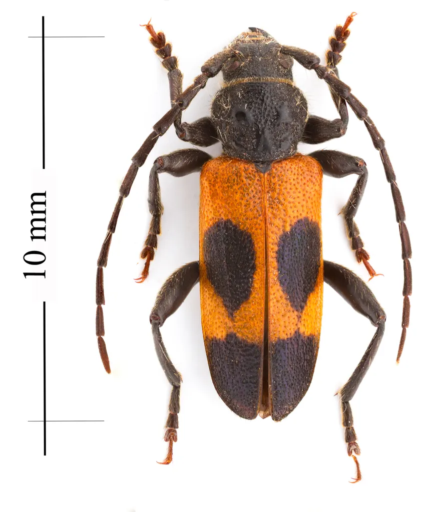 Cedar Tree Borer - photo 2