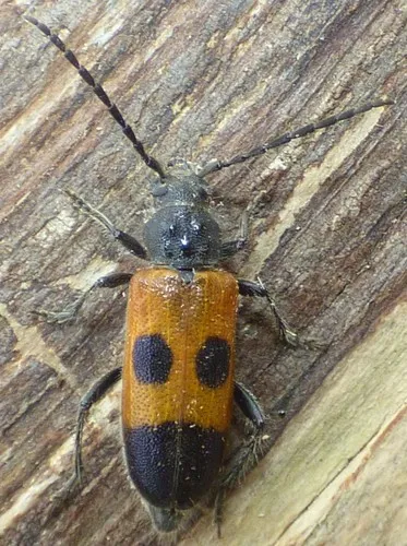 Cedar Tree Borer - photo 3