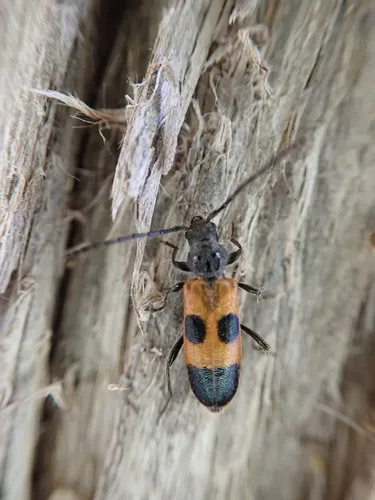 Cedar Tree Borer - photo 4