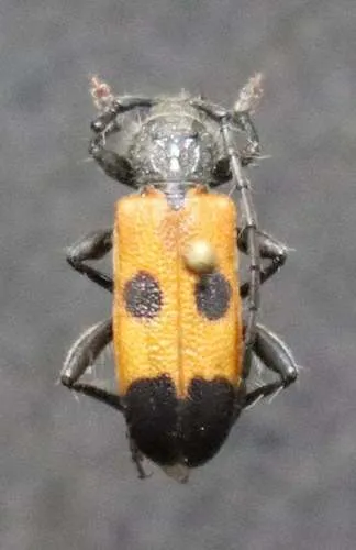 Cedar Tree Borer - photo 5