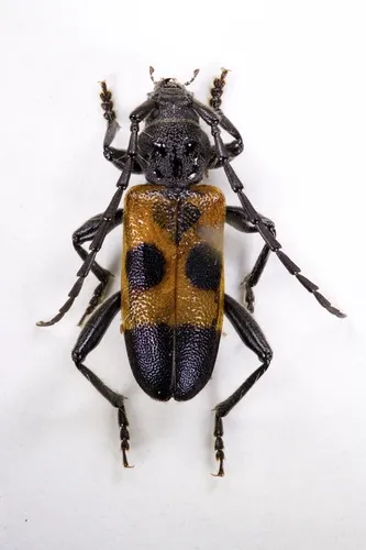 Cedar Tree Borer - photo 7