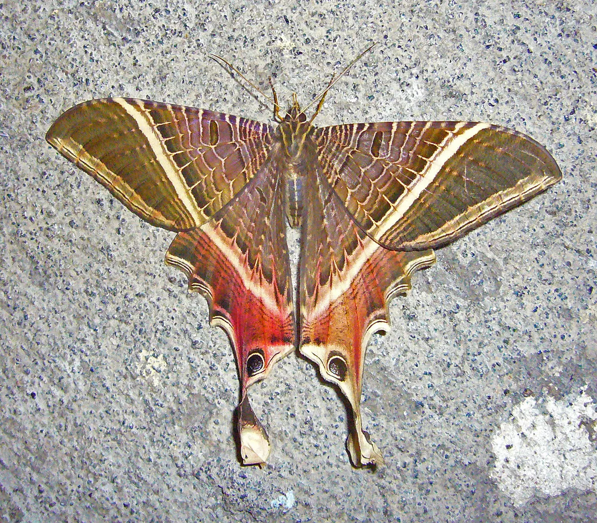 Sematuridae - photo 2