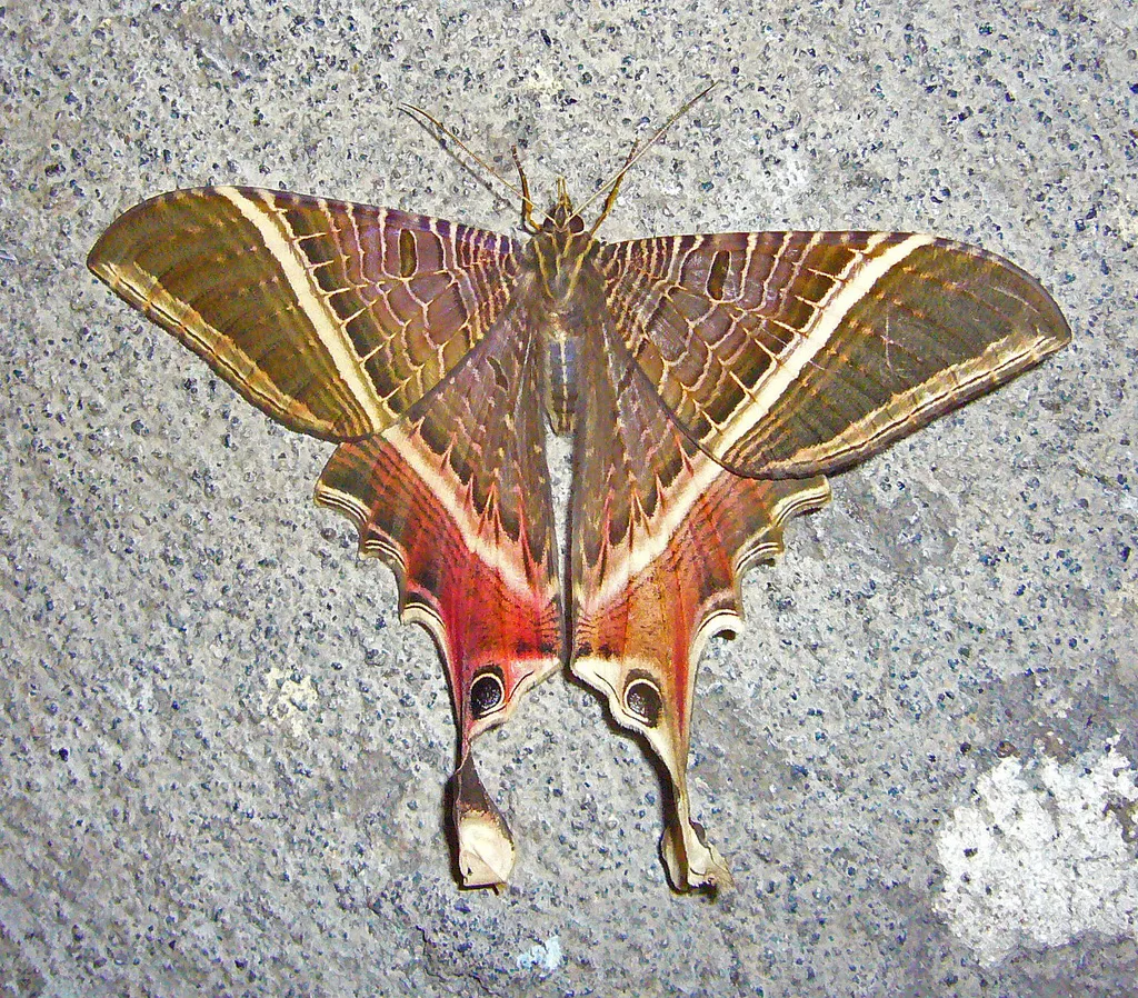 Sematuridae - photo 3
