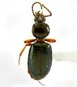 Semiardistomis puncticollis
