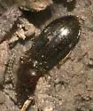 Semiardistomis puncticollis - photo 3